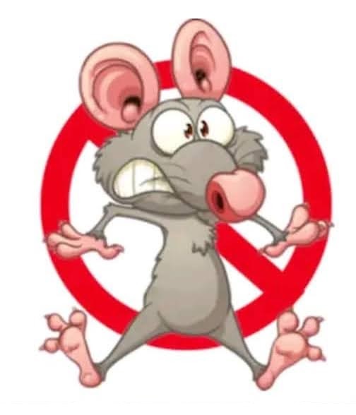 Fumigaciones Rangel » ¿Cómo se arman las trampas para ratones?
